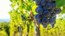 Weinfest